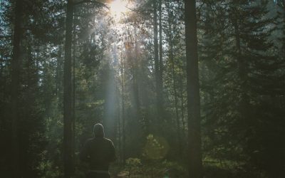 Forest late afternoon
